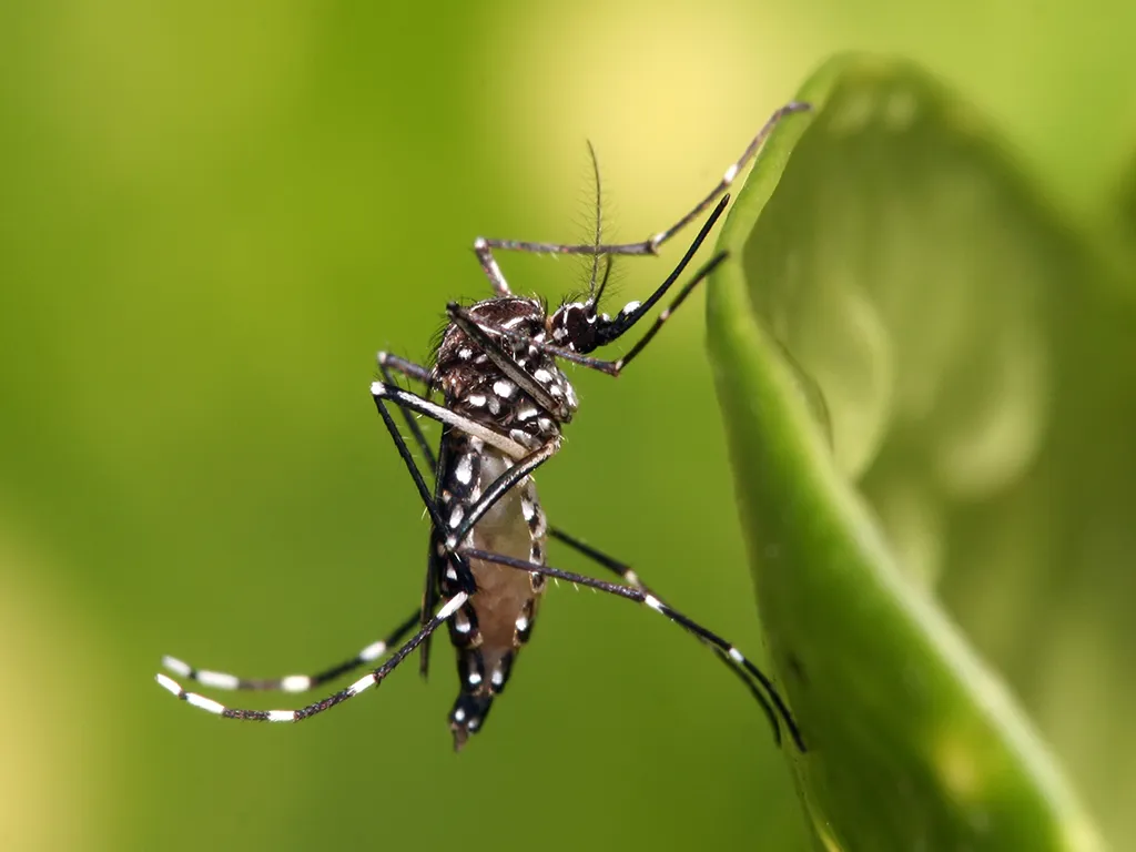 Dedetização de Mosquitos em Bertioga